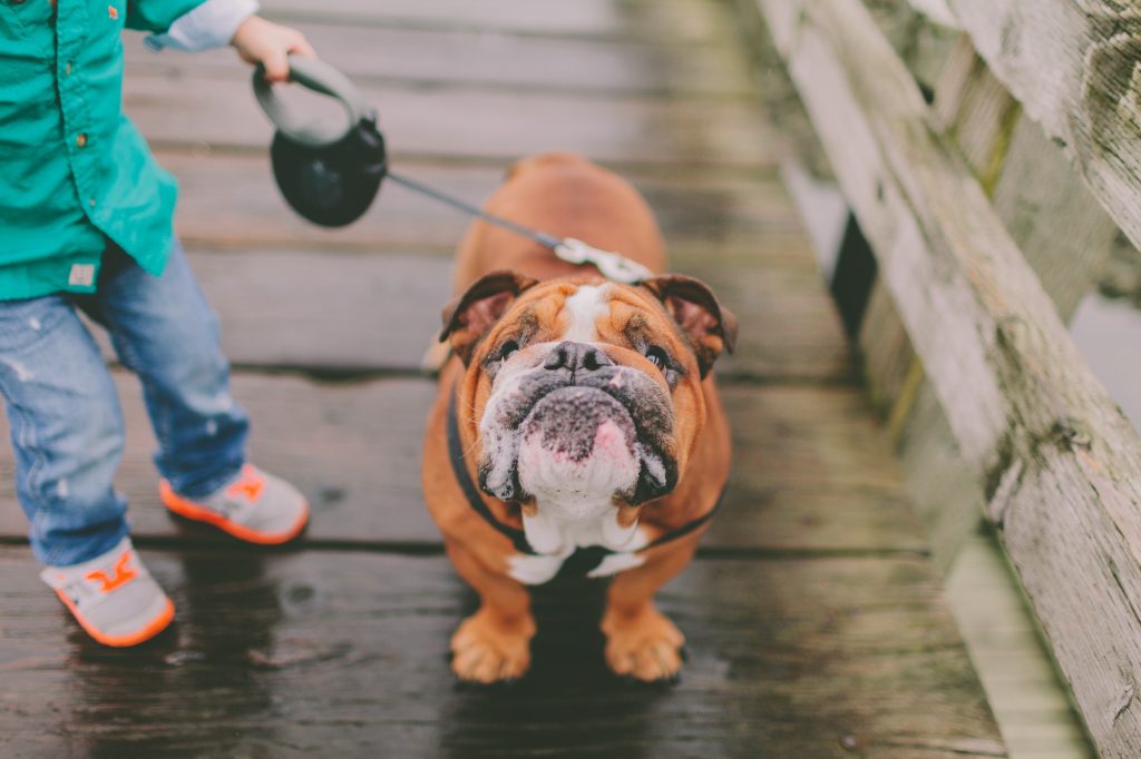 A cute bulldog making a funny face at the camera