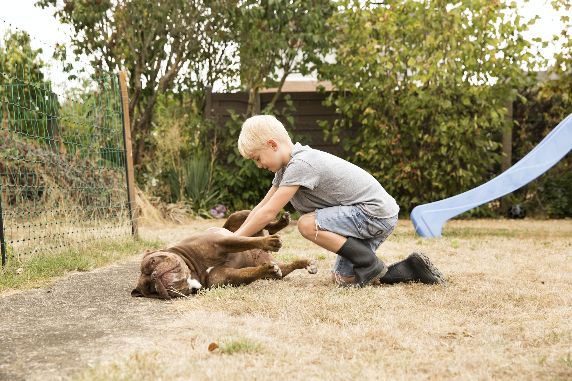 Boy stroking Old English Bulldog at playground in garden