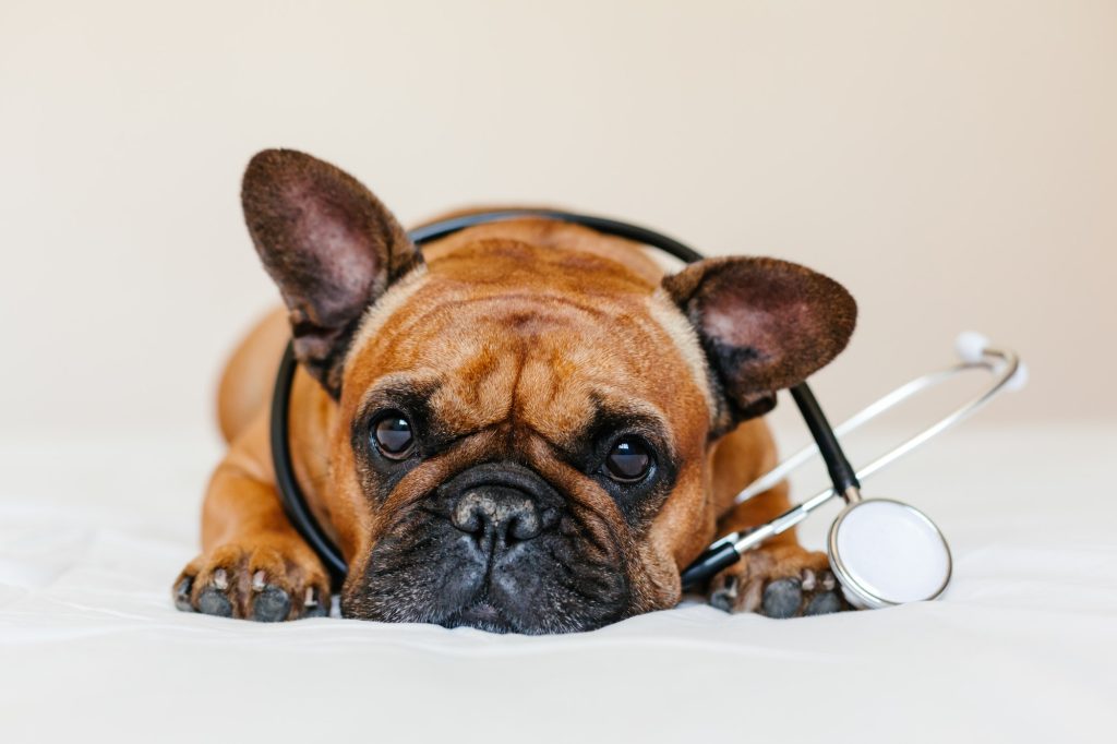 "Bulldogge mit Stethoskop repräsentiert Captain Bulldogge Merchandise und die tierfreundlichen Dienste von Claudia Laubenthal.