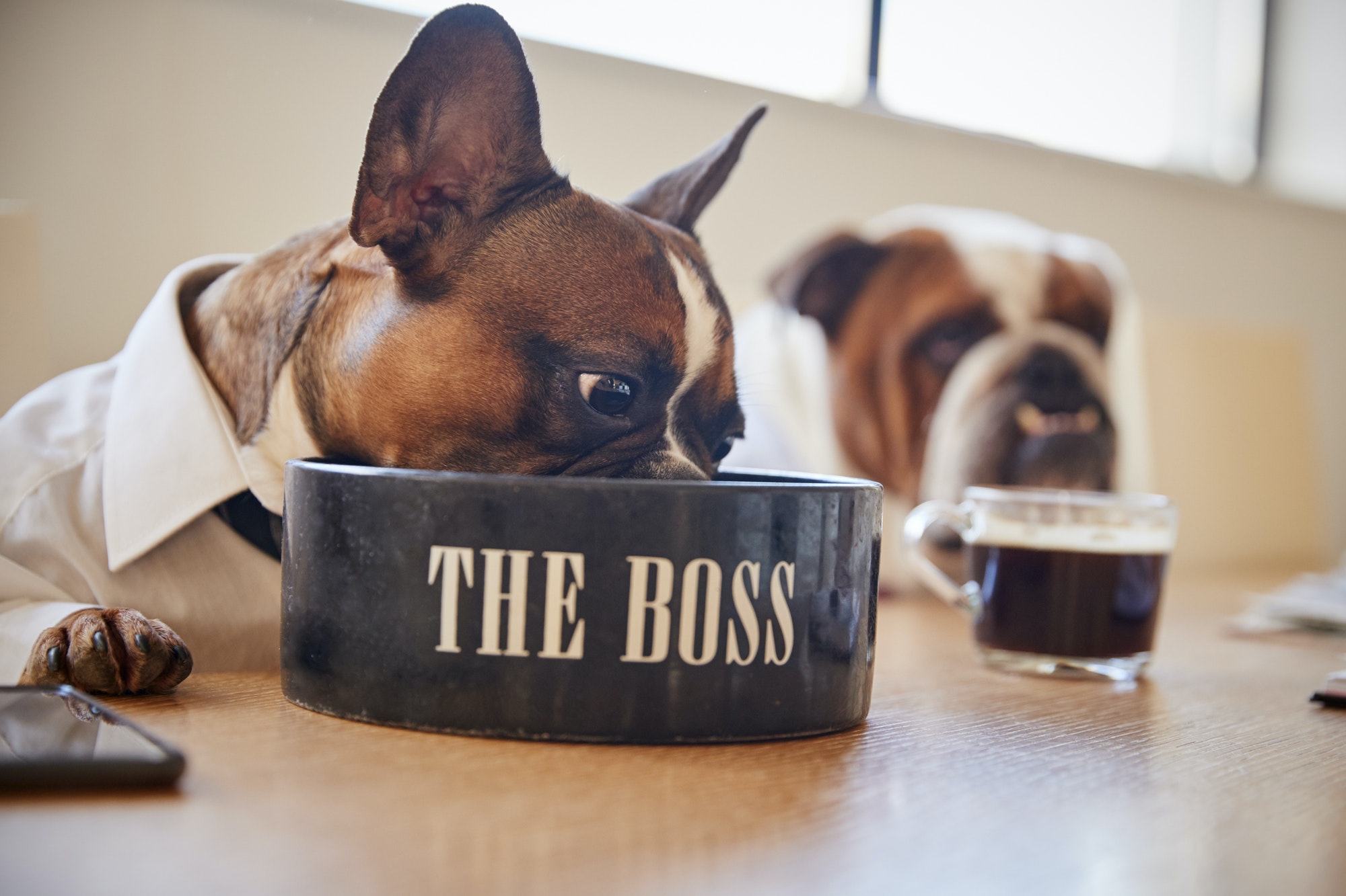 Dog Dressed As Businessmen Eating From Bowl Labelled The Boss