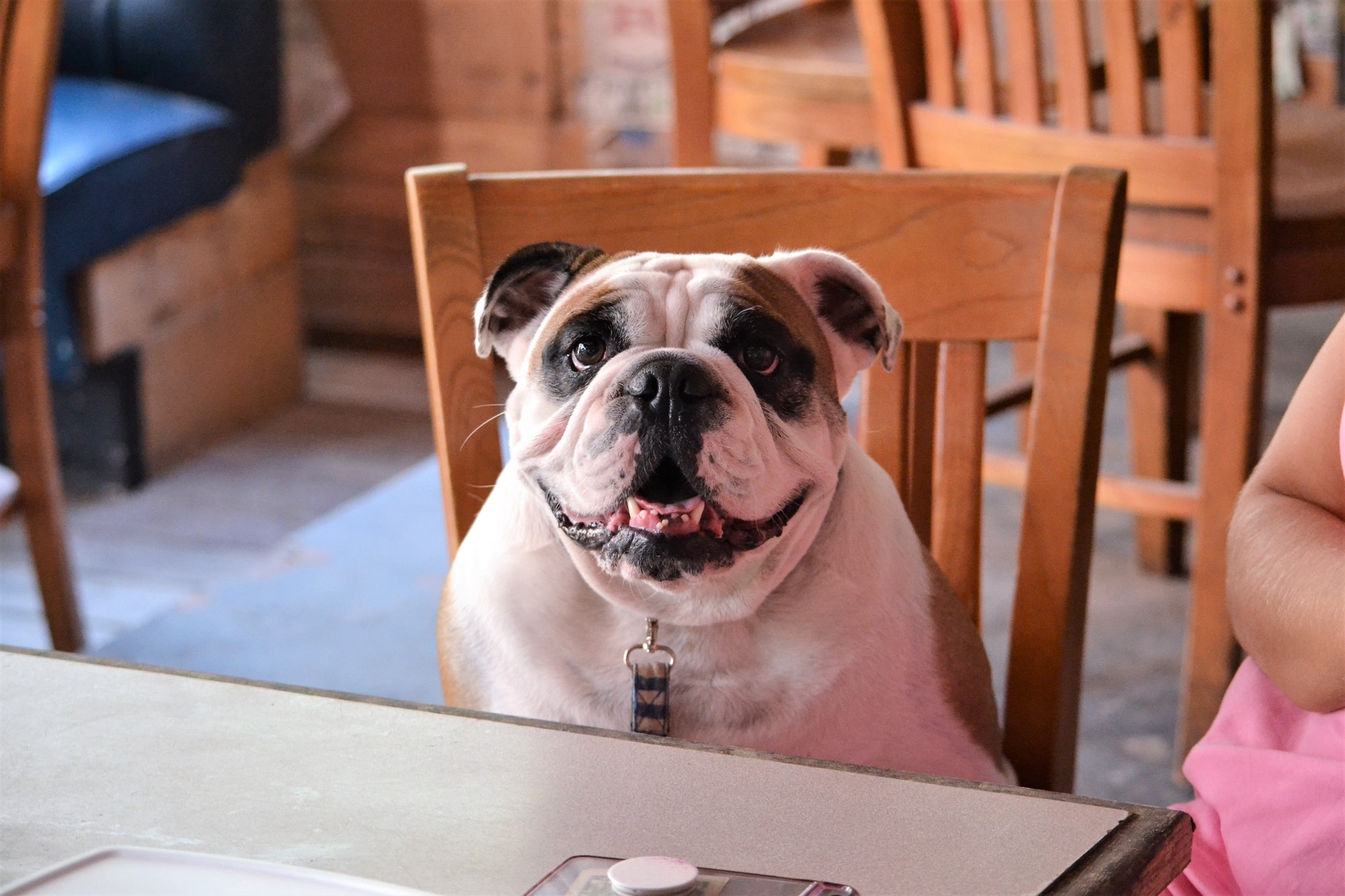 Fröhlicher Bulldogge sitzt am Tisch, blickt in die Kamera, repräsentiert Captain Bulldog Shop und Claudia Laubenthal Therapie.