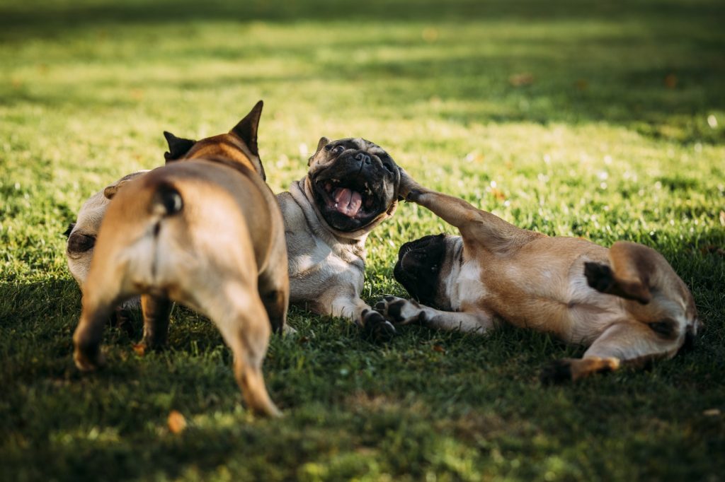 "Zwei spielende Bulldoggen auf einer Wiese, eine auf dem Rücken liegend und lachend, die andere zugewandt.