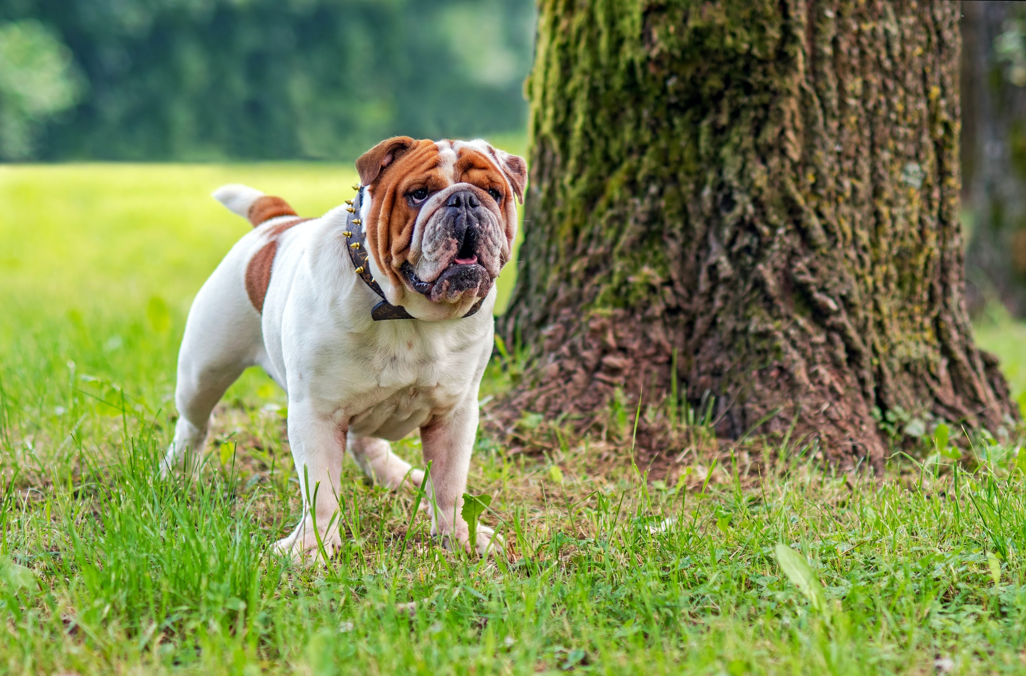 Young english bulldog, standing in a grass and looking into the distance